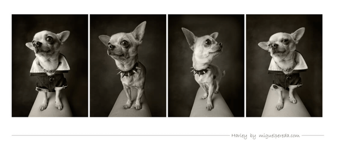 Fotografía de estudio para mascotas