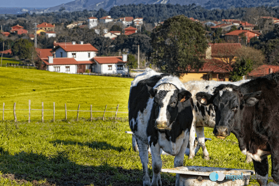 REPORTAJE FOTOGRÁFICO DE CASA RURAL EL ALLORAL ASTURIAS